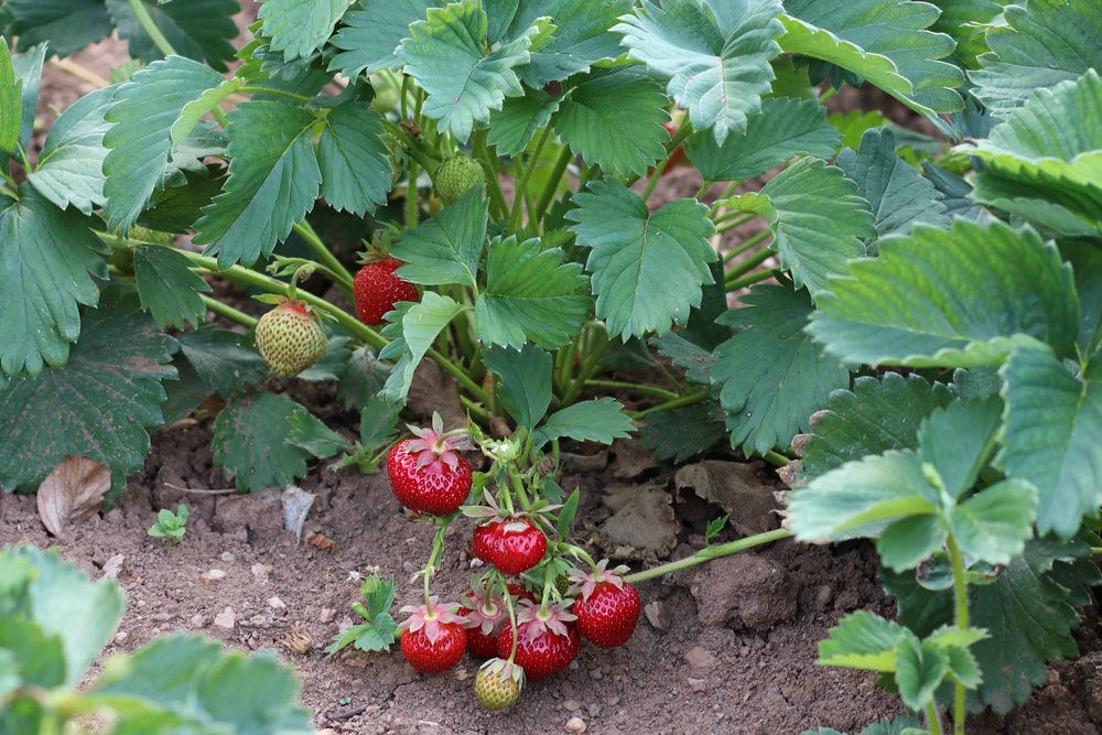 Erdbeerpflanzen im Gartenbeet