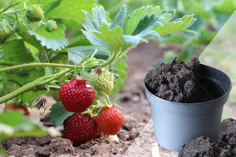 Erde für Erdbeeren