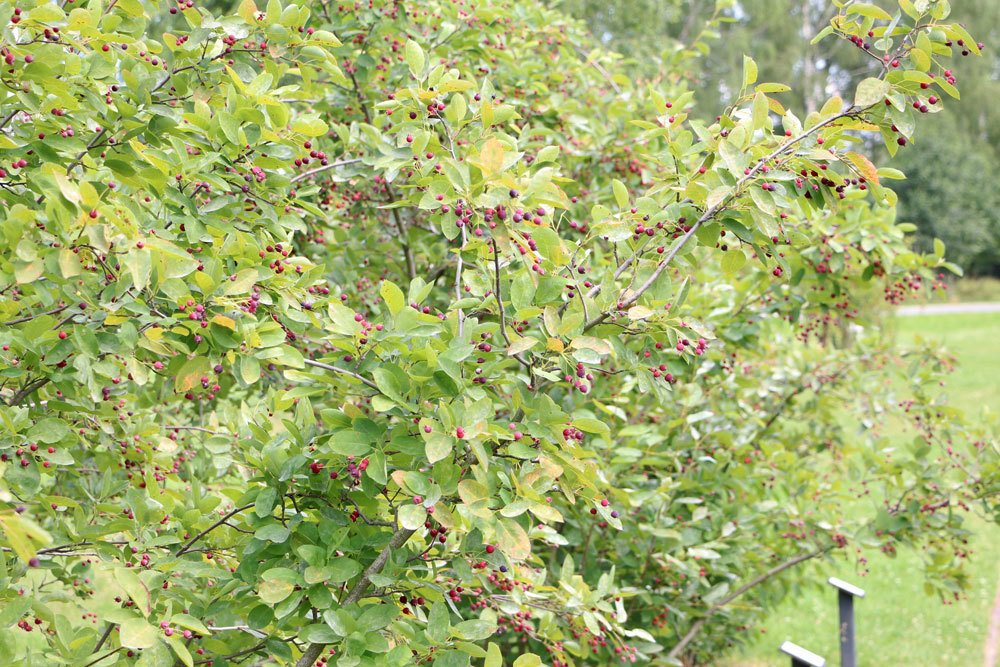 Felsenbirne als Strauch für den Garten