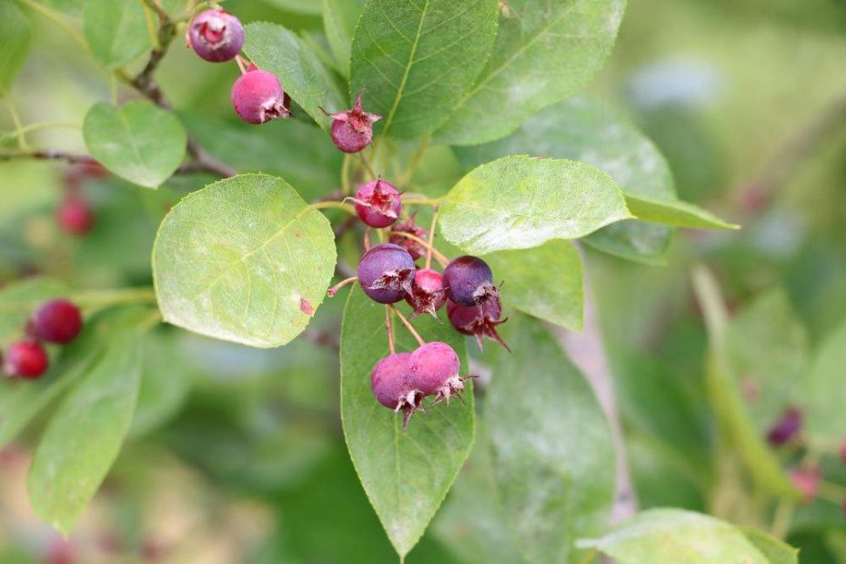 Ist die Felsenbirne giftig? Infos für Kinder und Tiere