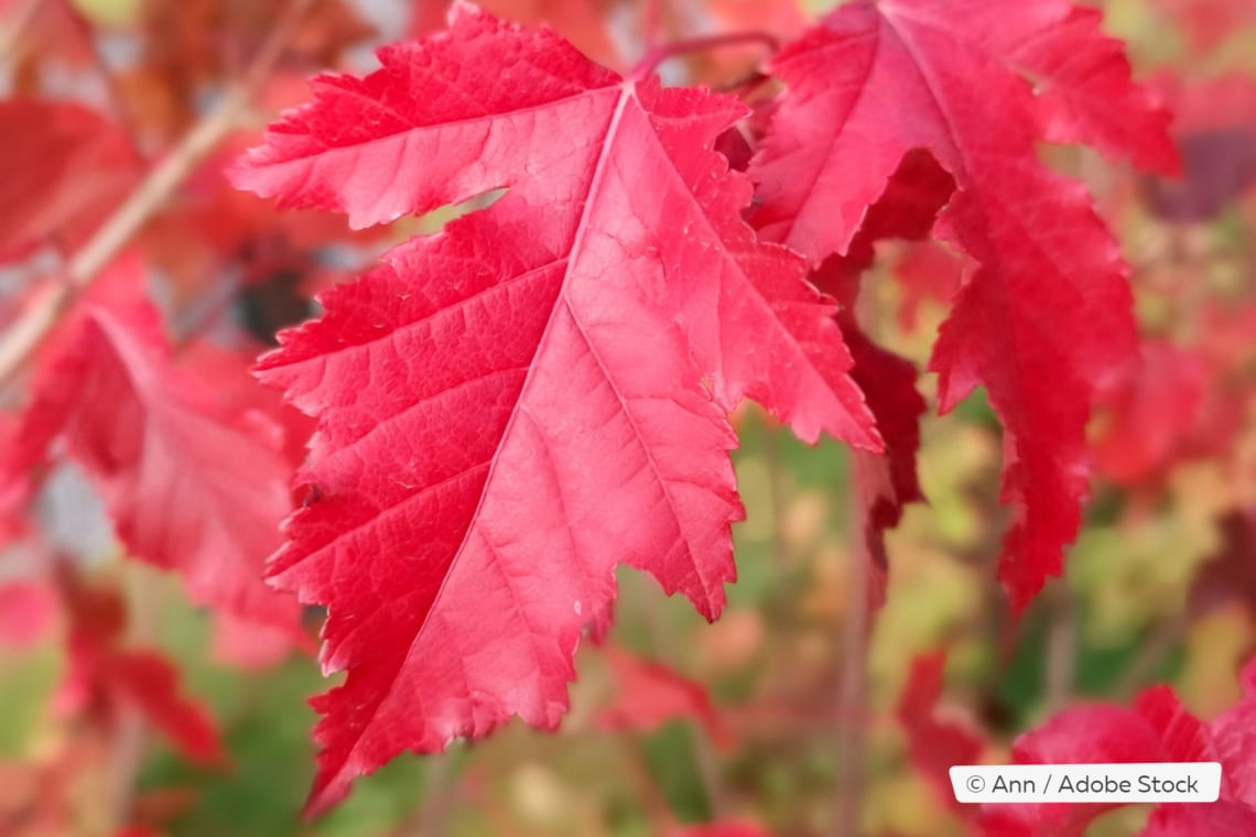 Feuerahorn (Acer ginnala)