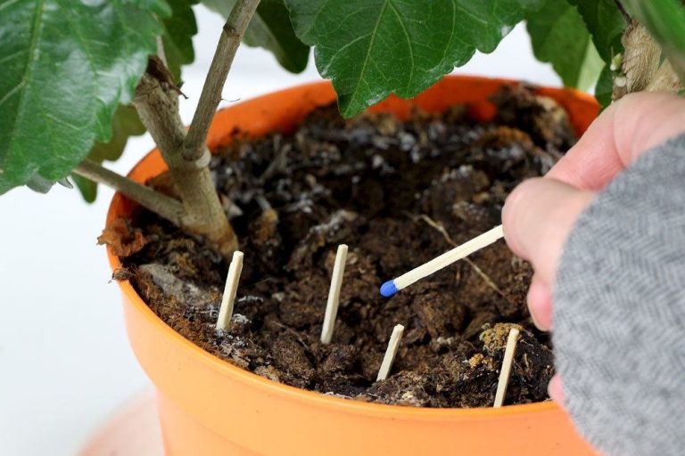 Fliegen in der Blumenerde bekämpfen