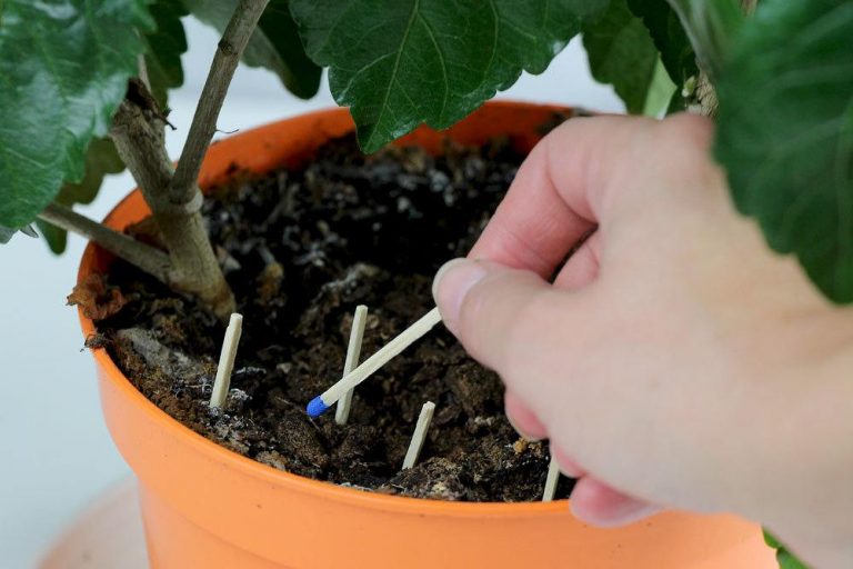 Fliegen in der Blumenerde bekämpfen 7 Hausmittel gegen Trauermücken