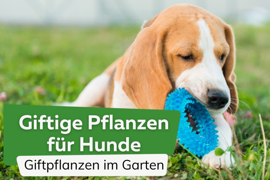 giftige Pflanzen für Hunde