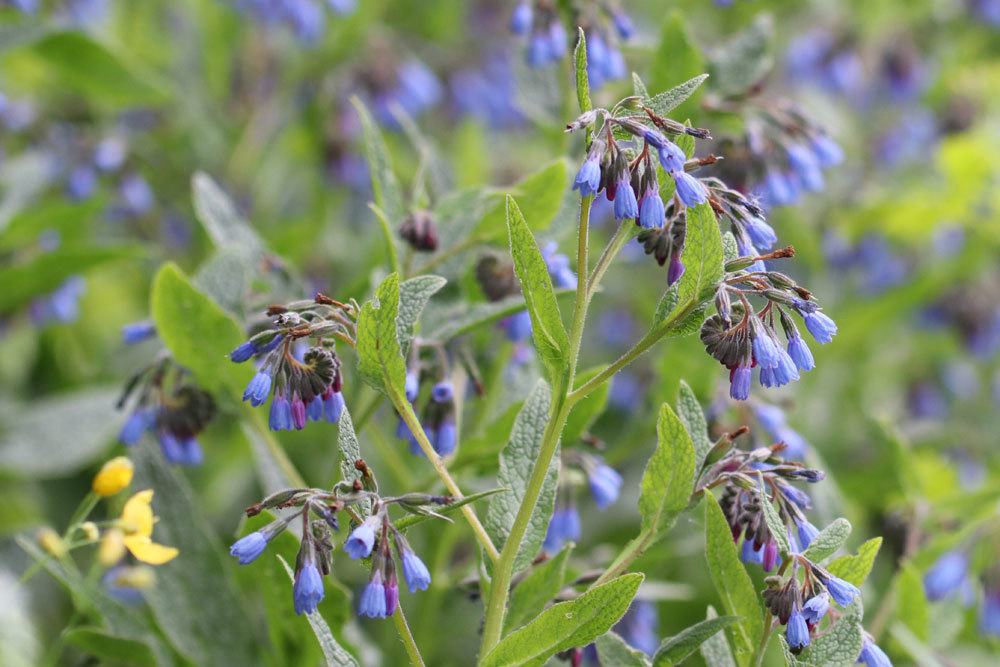 Blauer Beinwell, Symphytum azureum