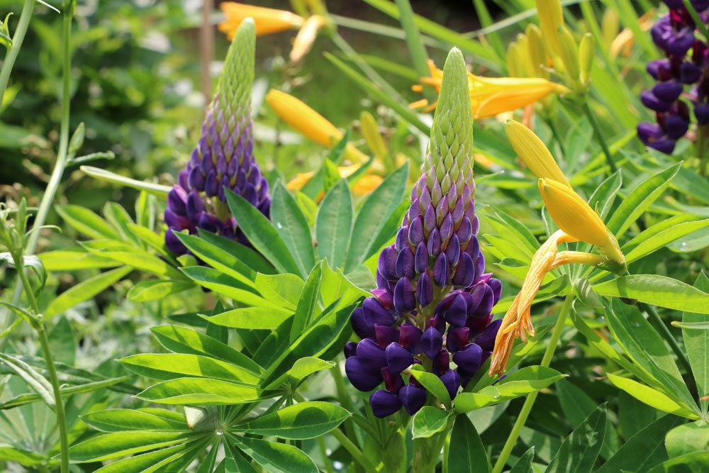 Lupinen, Lupinus