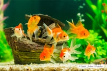 Goldfische schnappen nach Luft das zeigen Fische damit an