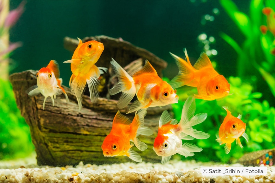 Goldfische schnappen nach Luft das zeigen Fische damit an