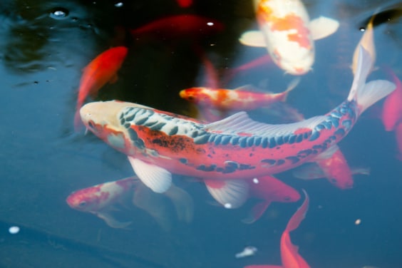 Goldfische Koi