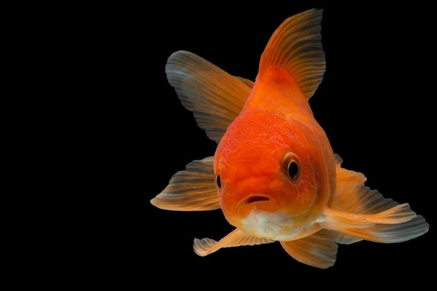 Wie alt werden Goldfische? Lebenserwartung im Teich