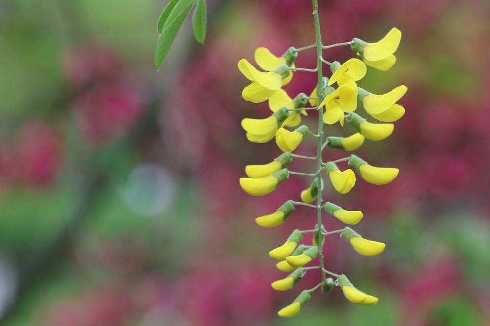 Goldregen, Laburnum anagyroides