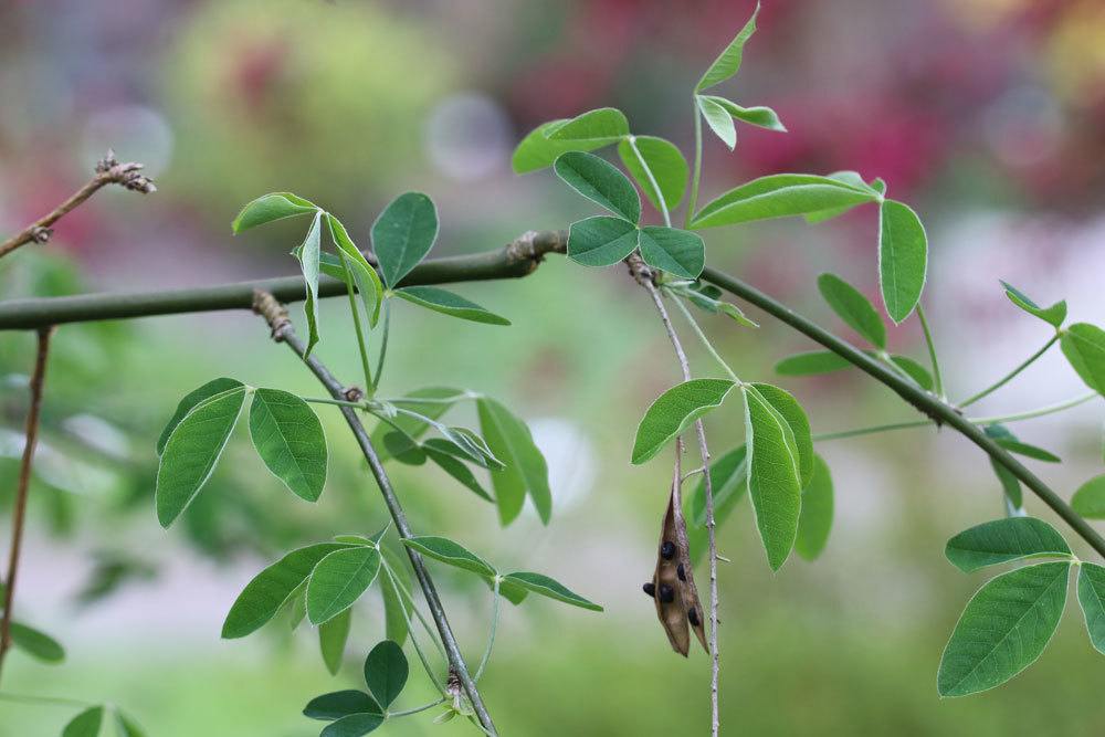 Goldregen, Laburnum anagyroides