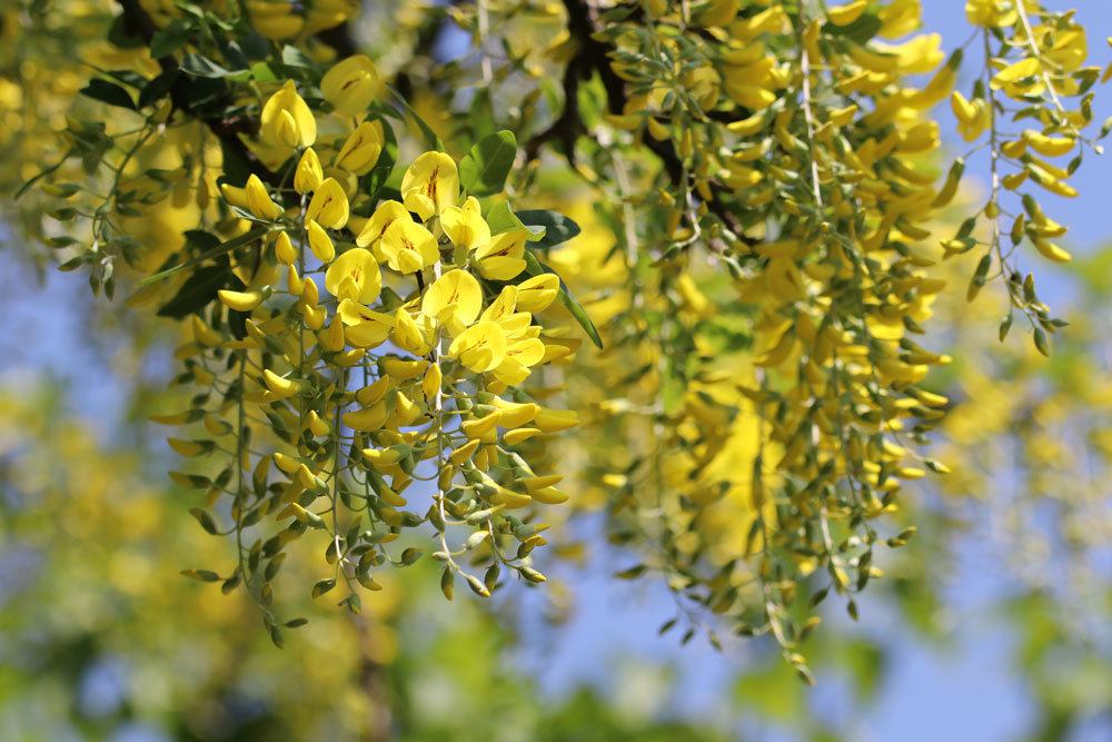 Goldregen, Laburnum anagyroides