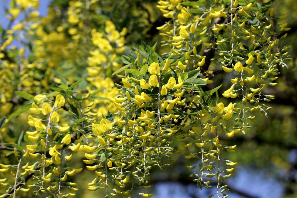 Goldregen, Laburnum anagyroides