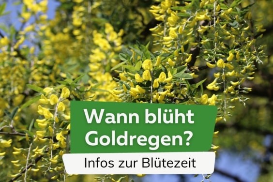 Goldregen Blütezeit