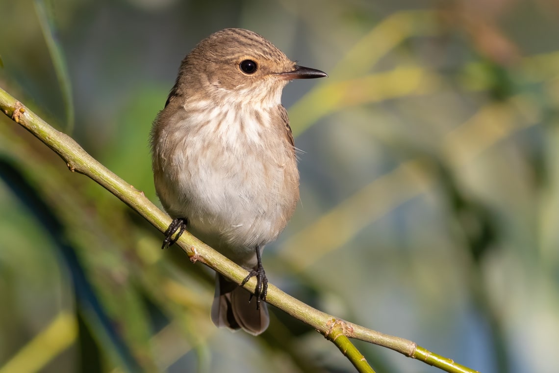 Grauschnäpper - Muscicapa striata