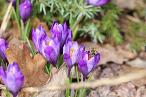 Krokus, Crocus