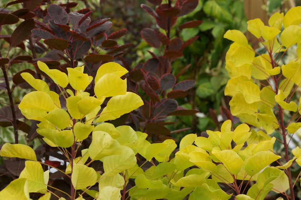 Perückenstrauch, Cotinus coggygria