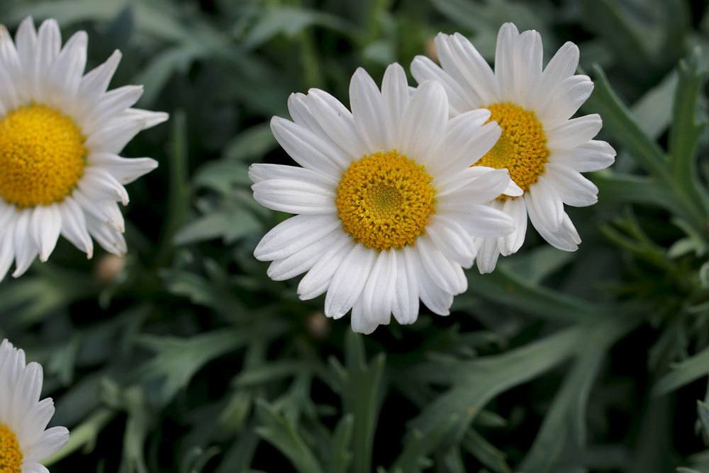 Margeritenstämmchen mit Blüten