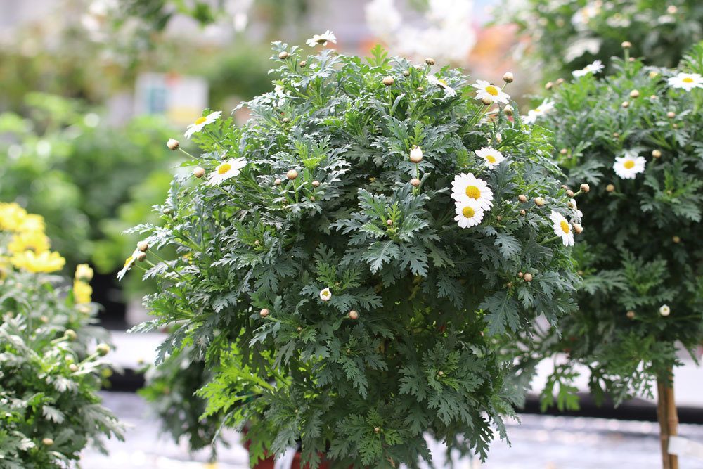 Margeritenbäumchen für Garten und Balkon