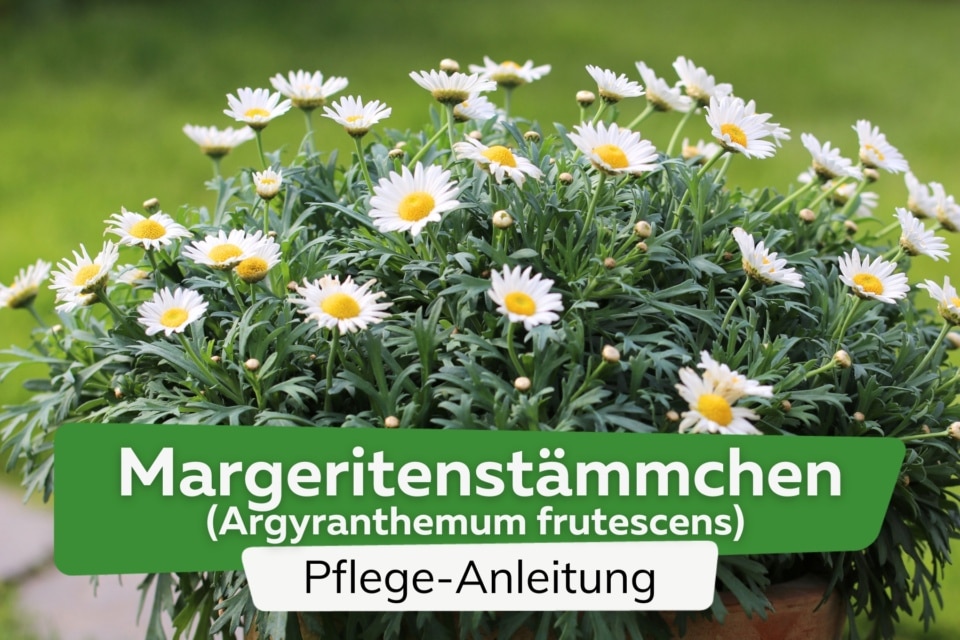 Ist die Margerite giftig? Gefahren für Kinder, Hunde und Katzen