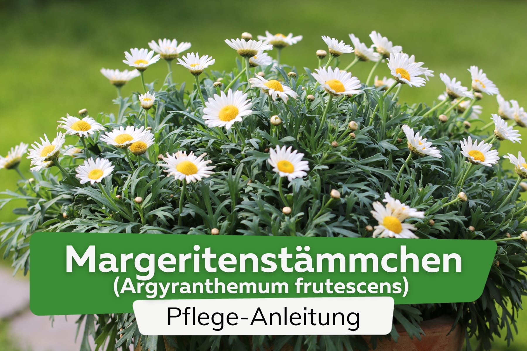 Margeritenstämmchen (Argyranthemum frutescens)