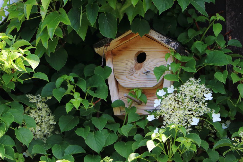 Nistkasten im Garten