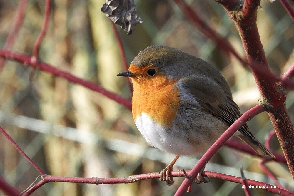 Rotkehlchen, Erithacus rubecula