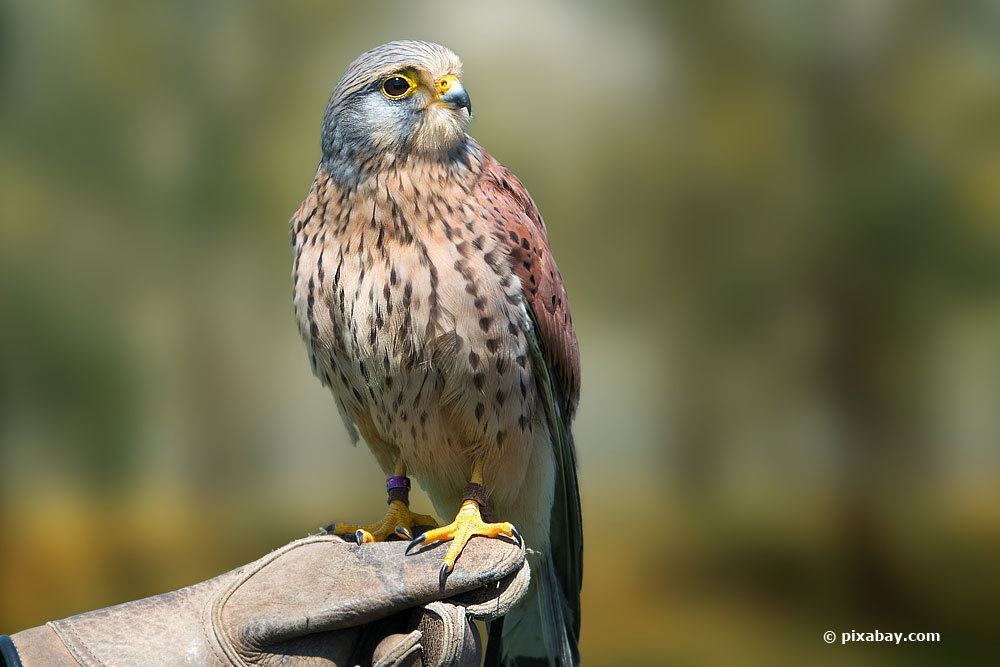 Turmfalke, Falco tinnunculus