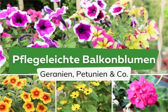 Pflegeleichte Balkonpflanzen