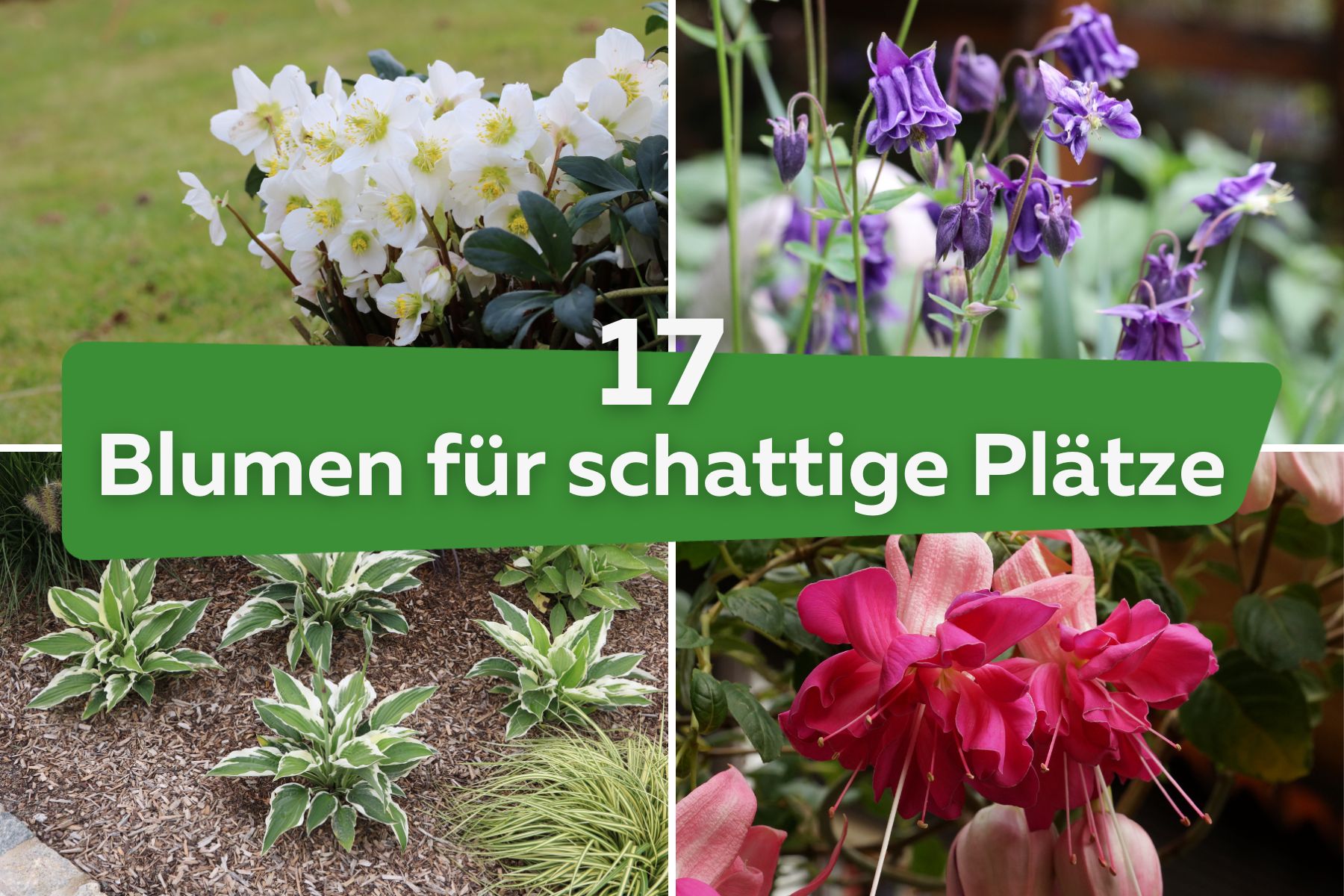 Schattenblumen: 17 perfekte Blumen für schattige Plätze