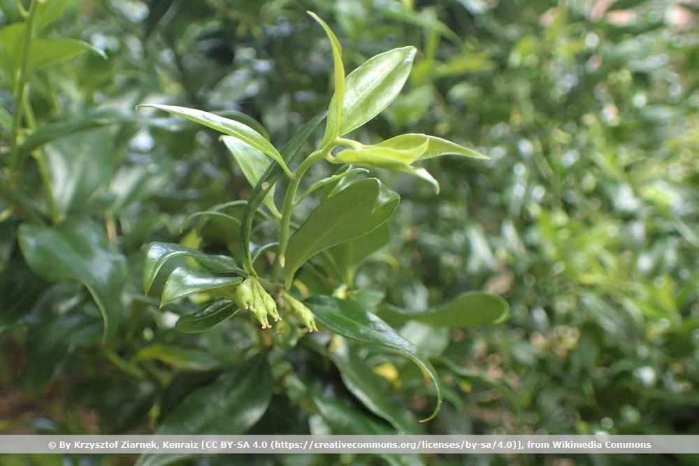 Aufrechte Schleimbeere, Sarcococca confusa