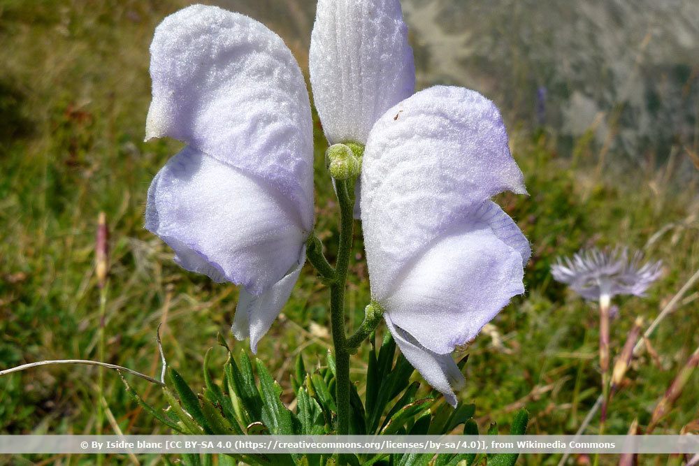 Weißer Berg-Eisenhut, Aconitum napellus