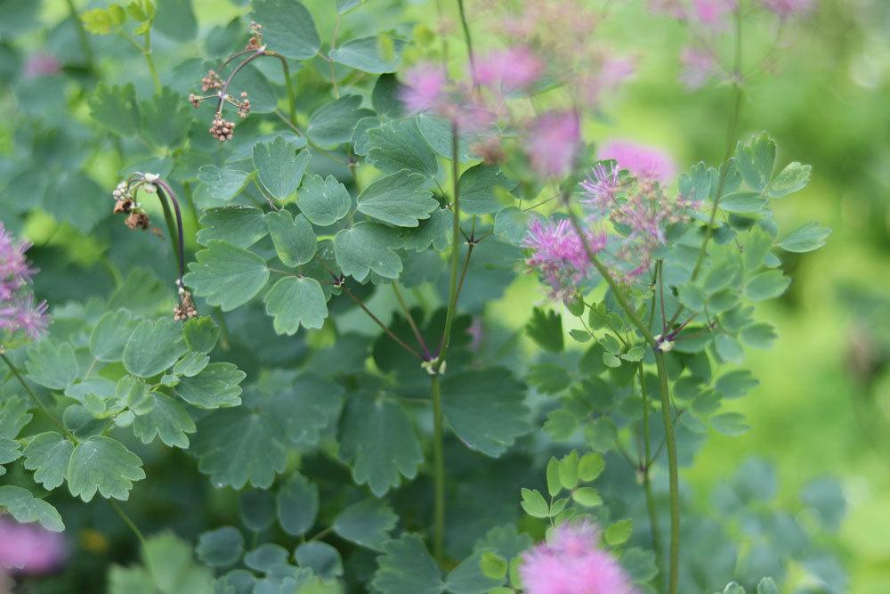 Thalictrum aquilegiifolium, Akeleiblättrige Wiesenraute, Amstelraute