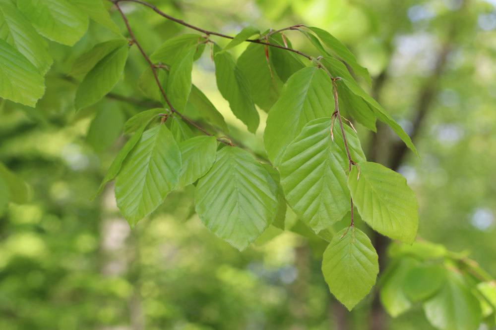 Rotbuche, Fagus sylvatica