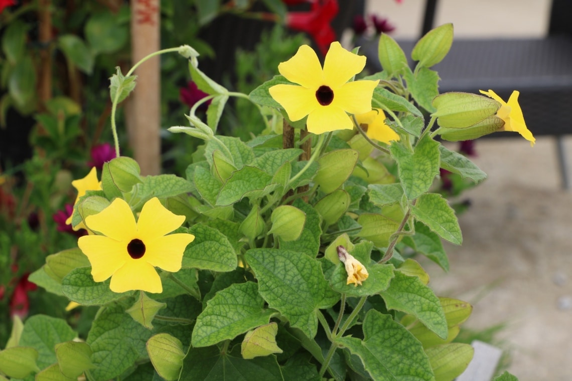 Schwarzäugige Susanne (Thunbergia alata)