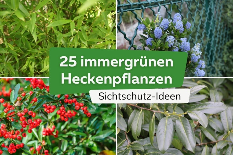 Sichtschutz: die besten 25 immergrünen winterharten Heckenpflanzen