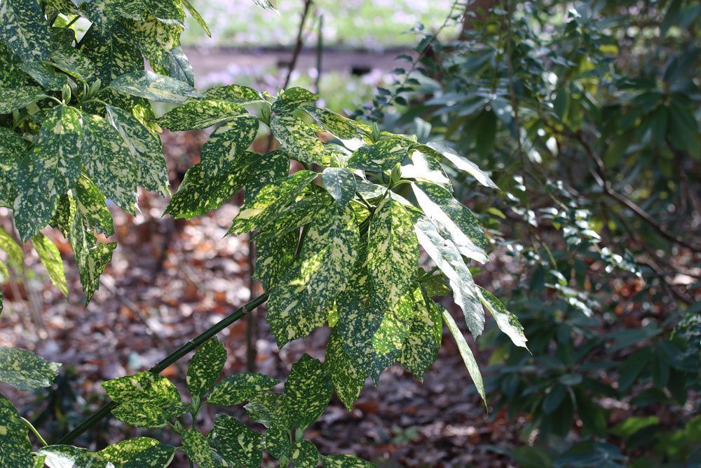 Japanische Aukube, Aucuba japonica