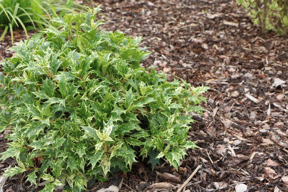 Stachelblättrige Duftblüte, Osmanthus heterophyllus