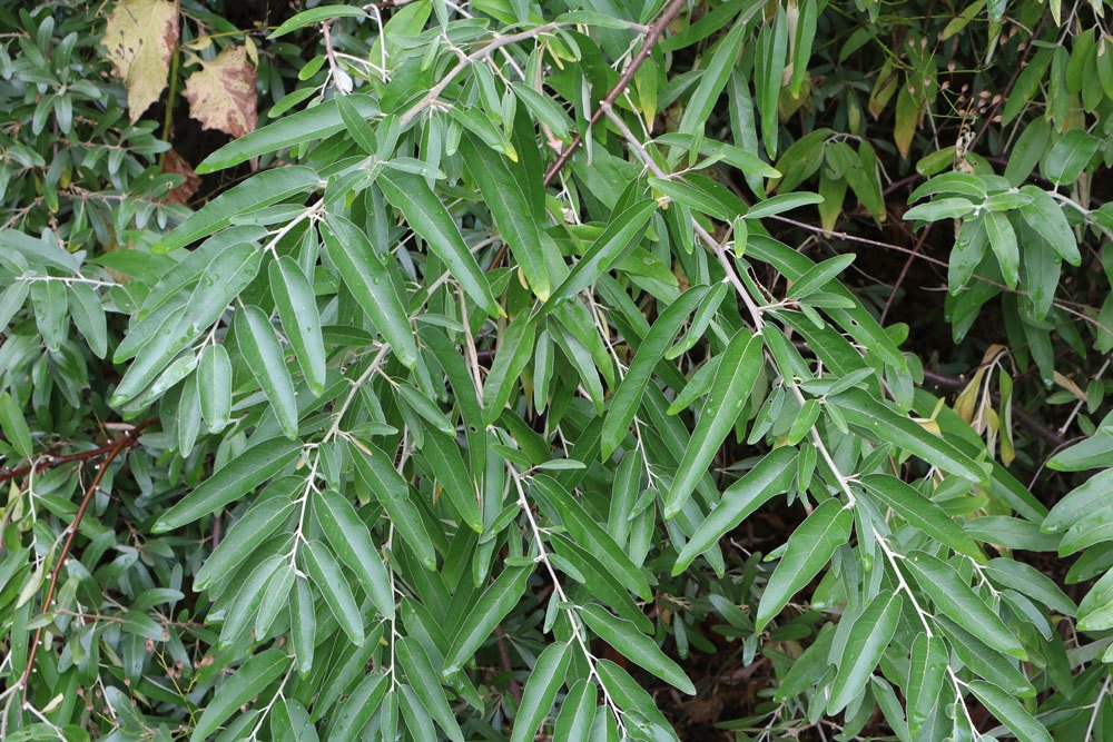 Schmalblättrige Ölweide, Elaeagnus angustifolia