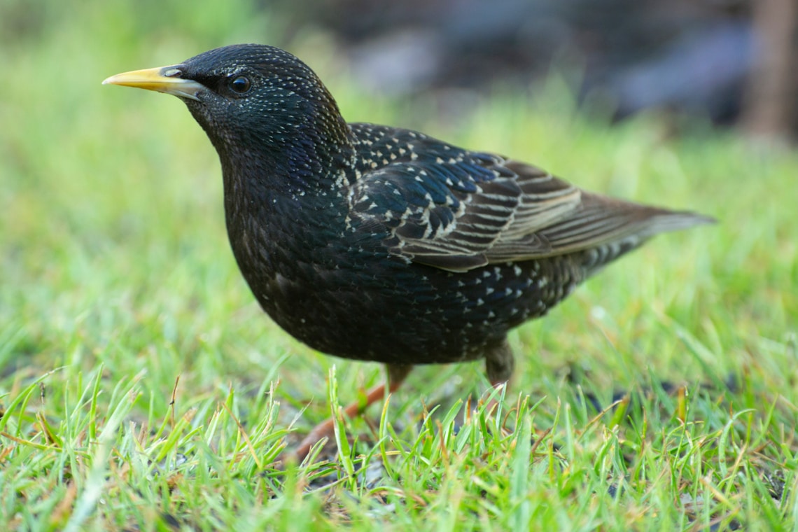 Star - Sturnus vulgaris