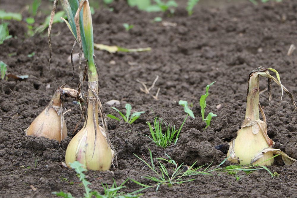 frische Zwiebeln aus dem eigenen Garten