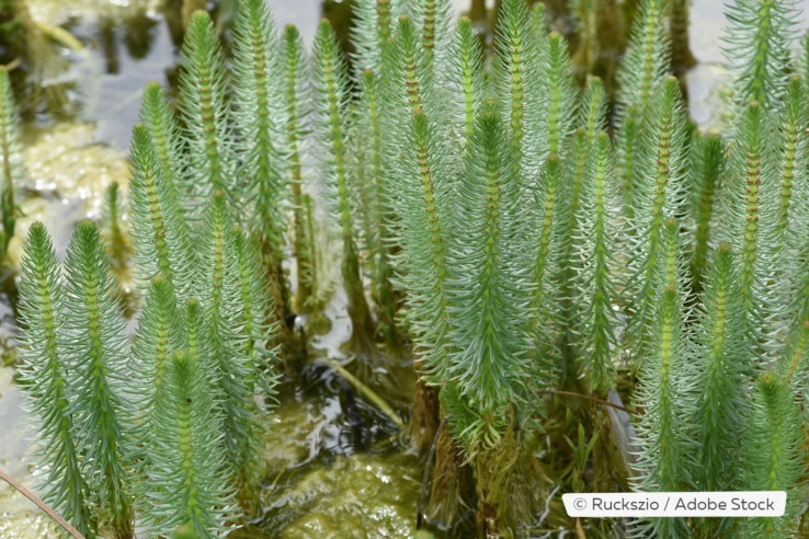 Tannenwedel im Gartenteich