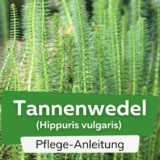 Tannenwedel (Hippuris vulgaris)