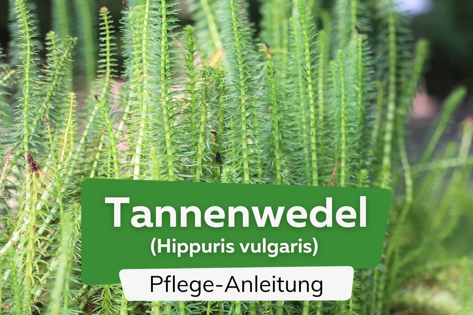 Tannenwedel (Hippuris vulgaris)