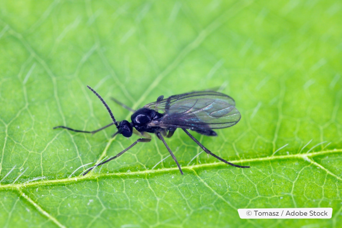 Trauermücke (Sciaridae)