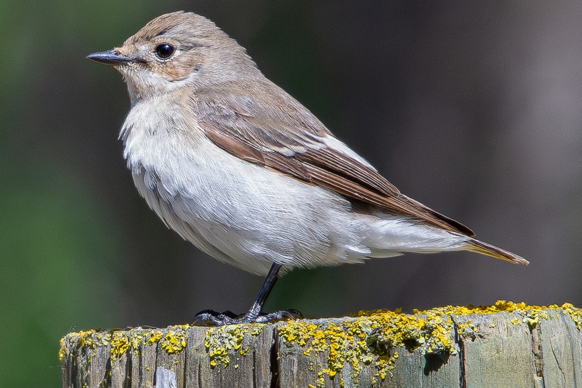 Trauerschnäpper - Ficedula hypoleuca