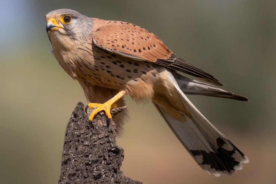 Turmfalke - Falco tinnunculus