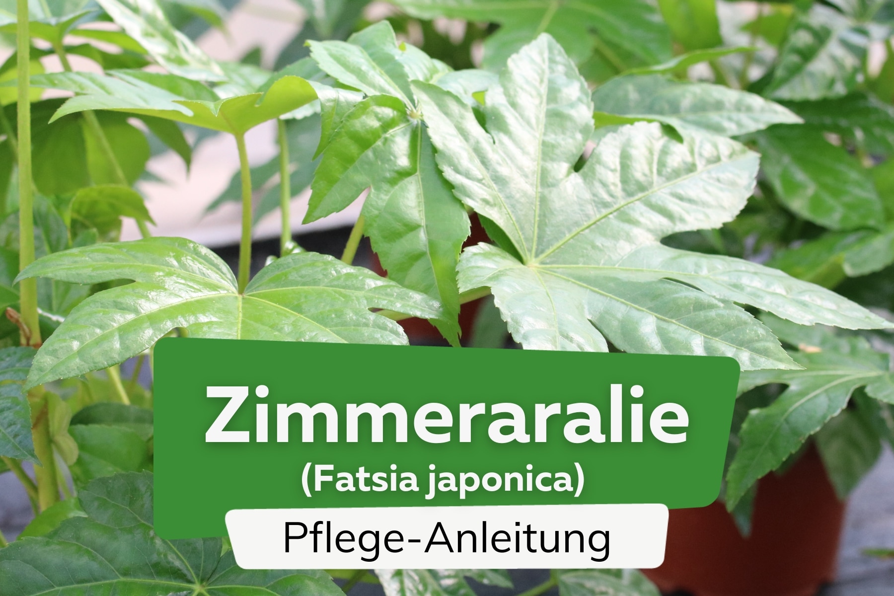 Zimmeraralie (Fatsia japonica)