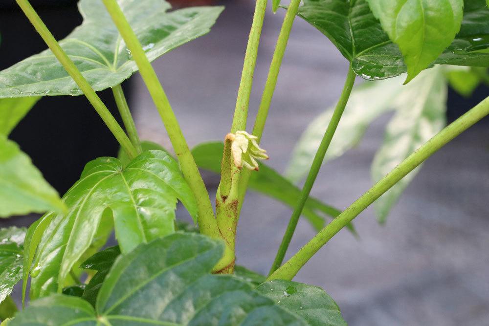 Fastia Japonica mit kleiner Blüte